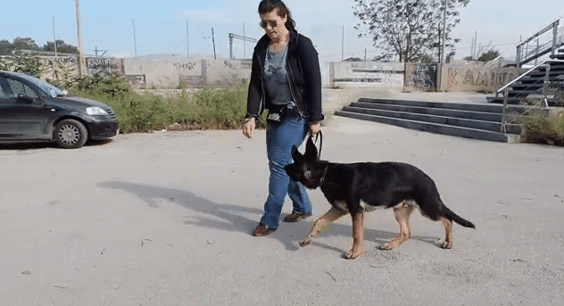 εκπαίδευση λυκόσκυλου στη  βασική υπακοή