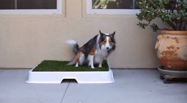 Εκπαίδευση σκύλου τουαλέτα βίντεο