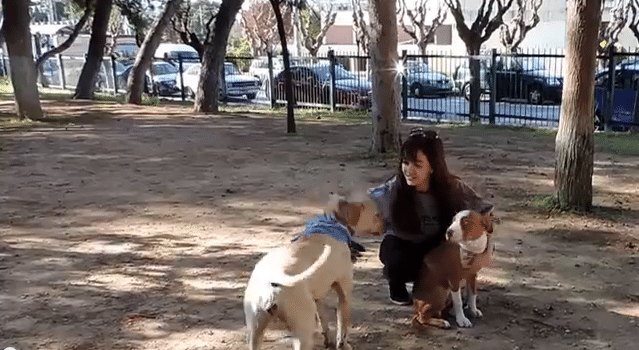 εκπαιδευση πιτ μπουλ