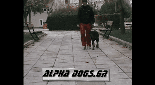 εκπαιδευση σκυλου ροτβαιλερ