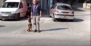 Εκπαίδευση Μαλινουά χωρίς λουρί