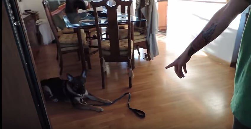 Εκπαίδευση σκύλου στο σπίτι με επισκέπτη