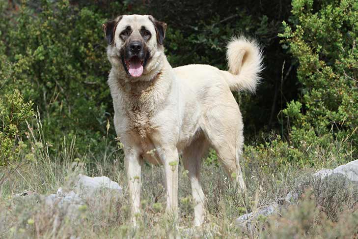 Ποιμενικός της Ανατολής Ποιμενικός της Ανατολής