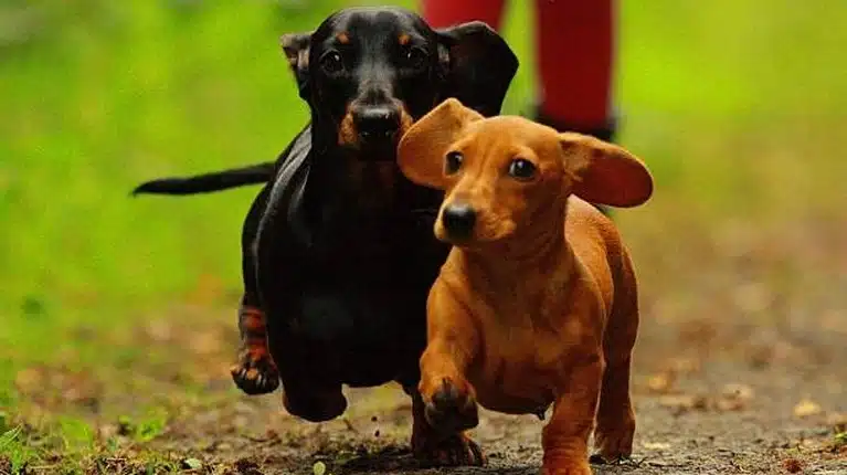 Ντάτσχουντ