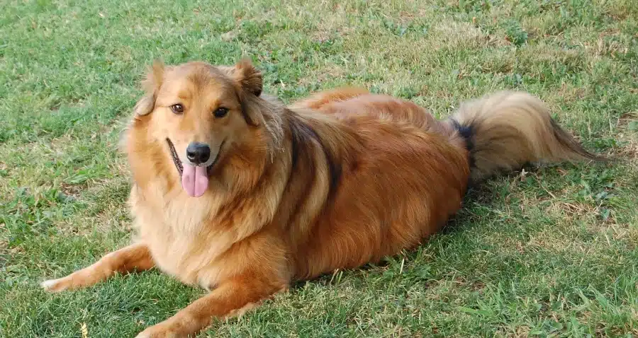 Gollie