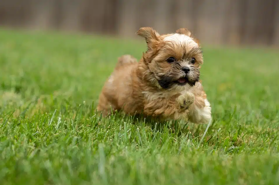 Shorkie