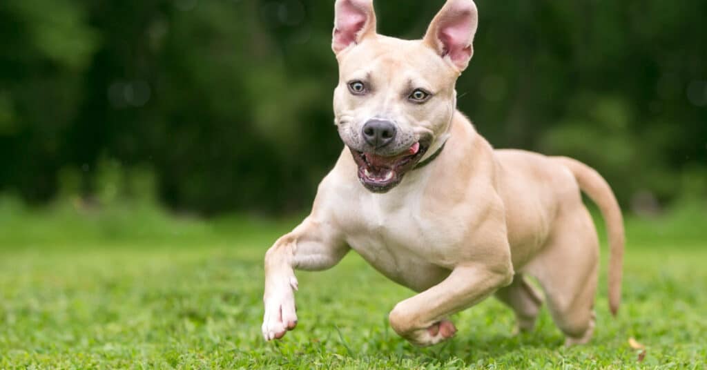 Zoomies