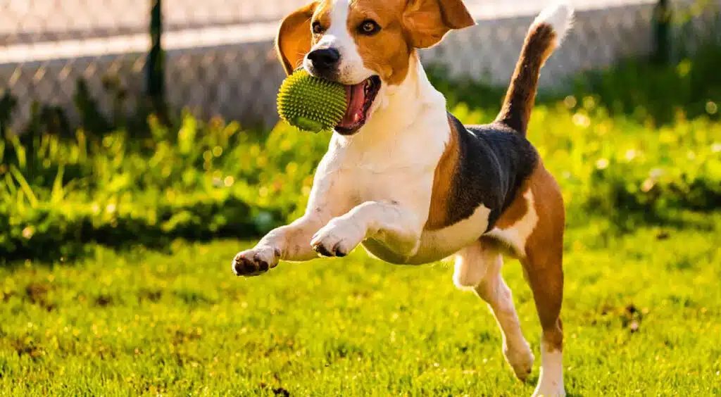 Γυμναστική για σκύλους